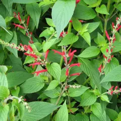 Plantes de sauge ananas aux fleurs rouges vives, avec des feuilles vertes luxuriantes.