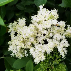 Gros plan sur des grappes de fleurs de sureau blanches et délicates, entourées de feuilles vertes luxuriantes.