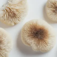 Cinq champignons aux lamelles fines et claires, dont un champignon adaptogène au centre, sur fond blanc.