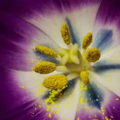 Gros plan sur le cœur d'une tulipe violette et blanche, parsemé de pollen jaune. Une image qui évoque l'huile essentielle allergie pollen.