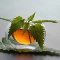 Infusion d'ortie dans un verre, une plante aux feuilles dentelées orne le breuvage ambré. Un somnifère naturel pour des nuits paisibles.