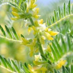 Fleurs jaunes d'astragale, plante aux nombreux bienfaits pour la santé, avec des feuilles vertes duveteuses.