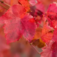 Feuilles de vigne rouge aux teintes flamboyantes, évoquant les bienfaits naturels de cette plante.