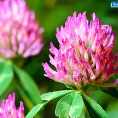 Gros plan sur une fleur de trèfle rouge aux pétales roses vifs, avec d'autres fleurs floues en arrière-plan.