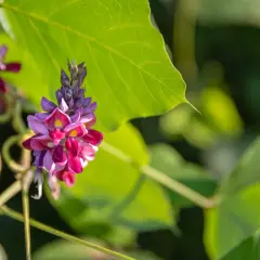 Grappes de fleurs de kudzu, aux teintes violettes et roses, sur fond de feuilles vertes. On découvre les kudzu bienfaits potentiels de cette plante grimpante.