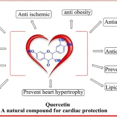 Le cœur symbolise les nombreux bienfaits de la quercétine pour la santé cardiaque : anti-obésité, antioxydant, et bien plus.