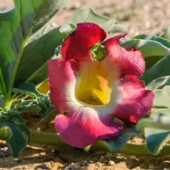 Fleur rose et jaune de la griffe du diable, aux feuilles vertes velues, poussant dans le sable.