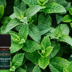 Flacon d'huile essentielle de menthe poivrée, aux feuilles vertes luxuriantes. Attention, la menthe poivrée danger si mal utilisée.