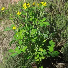 Plante de chélidoine verrue aux fleurs jaunes vives, poussant au milieu d'herbes sèches et de thym.