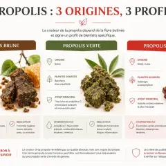 Propolis brune, verte et rouge : leurs origines, compositions et bienfaits spécifiques. La propolis brune est antibactérienne et cicatrisante.