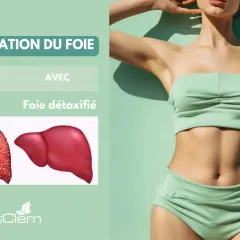 Détoxification du foie : un foie encrassé vs un foie détoxifié. Découvrez les bienfaits du desmodium pour un foie sain.