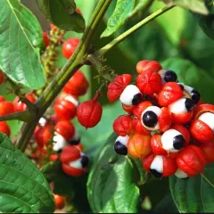 Grappes de fruits rouges vifs de guarana, ressemblant à des yeux, sur une branche. Connus pour leurs nombreux guarana bienfaits.