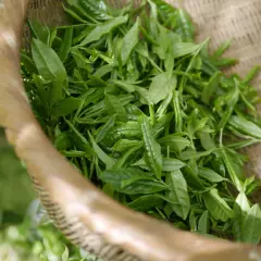 Feuilles de thé oolong fraîchement cueillies dans un panier en osier. Le thé oolong, bien que bénéfique, peut avoir un effet secondaire : une légère nervosité.