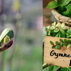 Jeunes pousses et feuilles de gymnema sylvestre, une plante aux multiples bienfaits.