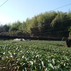 Champ de thé ombragé, source de catéchine bienfaits. Des arbres et des bambous bordent le paysage.