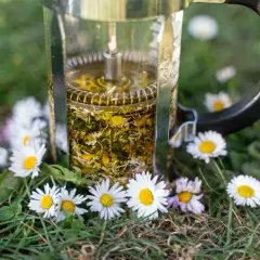 Infusion d'huile de paquerette dans une cafetière à piston, entourée de fleurs de pâquerettes sur l'herbe.