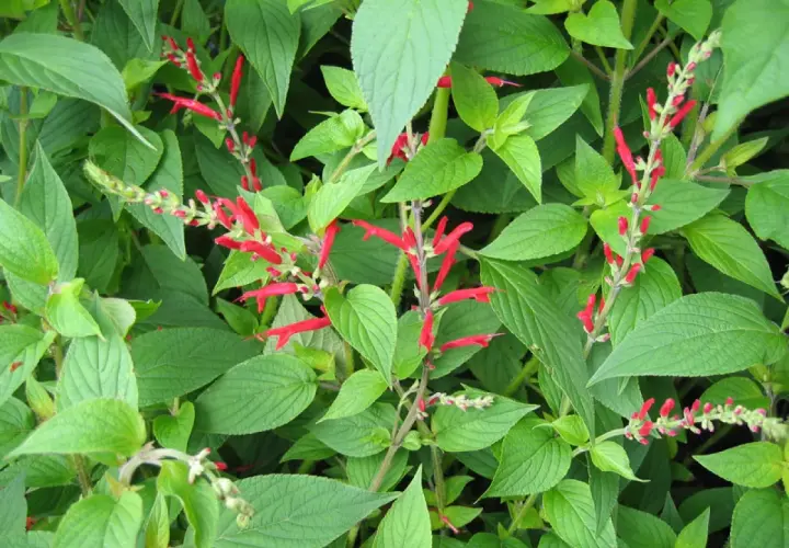 Plantes de sauge ananas aux fleurs rouges vives, avec des feuilles vertes luxuriantes.