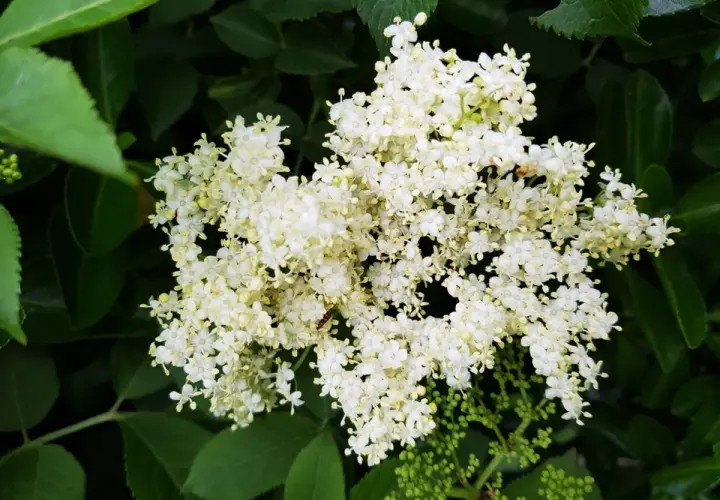 Gros plan sur des grappes de fleurs de sureau blanches et délicates, entourées de feuilles vertes luxuriantes.