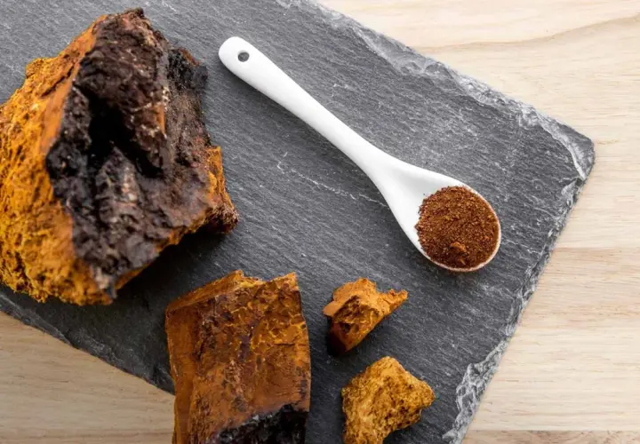 Morceaux de chaga brut et en poudre sur une ardoise, évoquant les nombreux chaga bienfaits pour la santé.