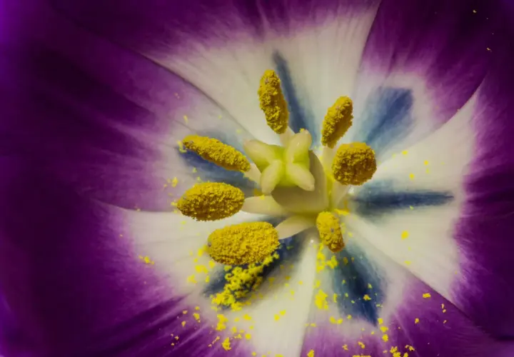 Gros plan sur le cœur d'une tulipe violette et blanche, parsemé de pollen jaune. Une image qui évoque l'huile essentielle allergie pollen.