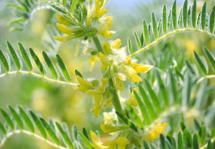 Fleurs jaunes d'astragale, plante aux nombreux bienfaits pour la santé, avec des feuilles vertes duveteuses.