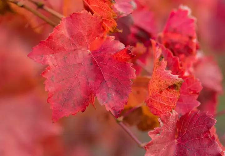 Feuilles de vigne rouge aux teintes flamboyantes, évoquant les bienfaits naturels de cette plante.
