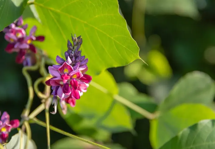 Grappes de fleurs de kudzu, aux teintes violettes et roses, sur fond de feuilles vertes. On découvre les kudzu bienfaits potentiels de cette plante grimpante.
