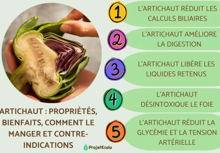 Un artichaut coupé en deux, révélant ses feuilles violettes et son cœur. L'image liste ses bienfaits : digestion, détox, etc. L'artichaut mérite toute votre attention !