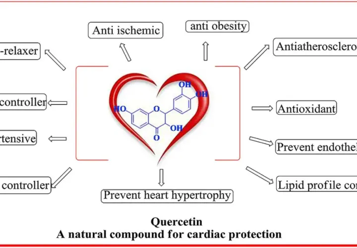 Le cœur symbolise les nombreux bienfaits de la quercétine pour la santé cardiaque : anti-obésité, antioxydant, et bien plus.