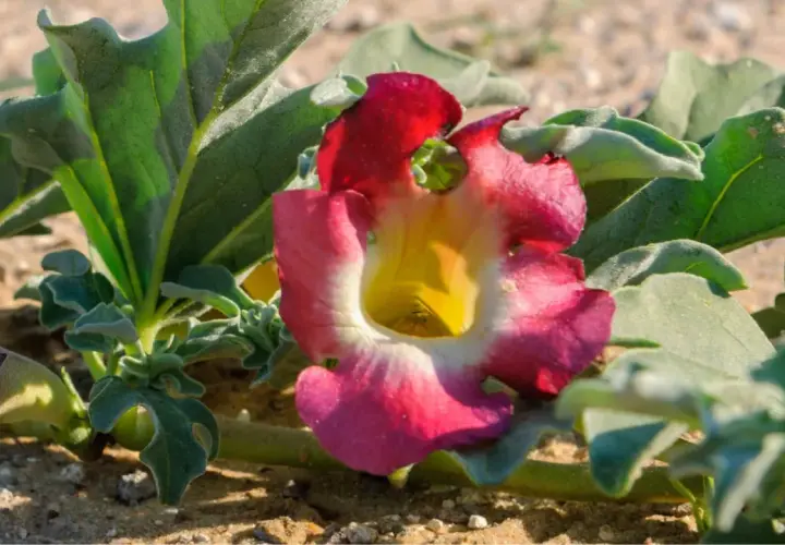Fleur rose et jaune de la griffe du diable, aux feuilles vertes velues, poussant dans le sable.