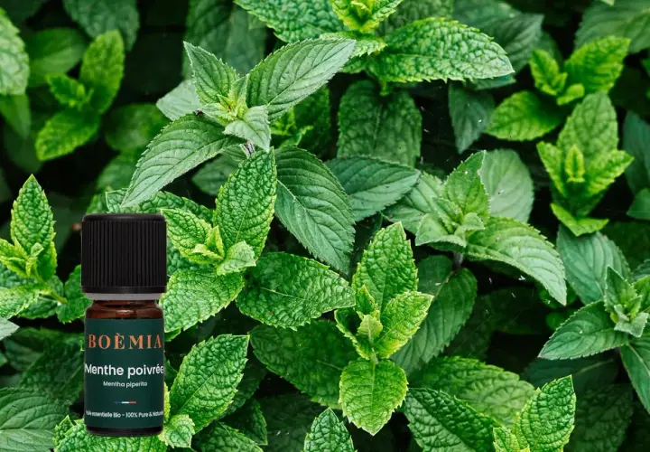 Flacon d'huile essentielle de menthe poivrée, aux feuilles vertes luxuriantes. Attention, la menthe poivrée danger si mal utilisée.