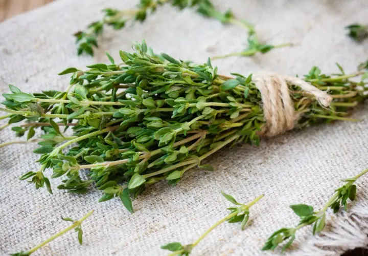 Un bouquet de thym frais, noué avec de la ficelle, prêt pour une inhalation réconfortante.