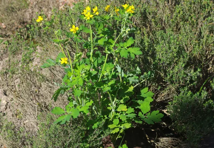 Plante de chélidoine verrue aux fleurs jaunes vives, poussant au milieu d'herbes sèches et de thym.