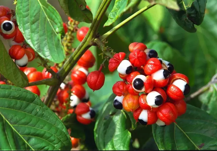 Grappes de fruits rouges vifs de guarana, ressemblant à des yeux, sur une branche. Connus pour leurs nombreux guarana bienfaits.