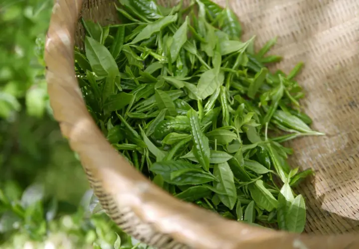 Feuilles de thé oolong fraîchement cueillies dans un panier en osier. Le thé oolong, bien que bénéfique, peut avoir un effet secondaire : une légère nervosité.
