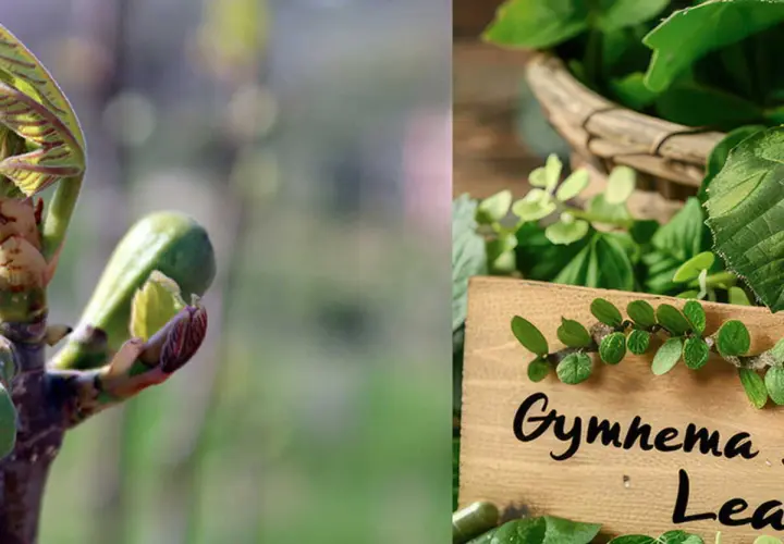 Jeunes pousses et feuilles de gymnema sylvestre, une plante aux multiples bienfaits.