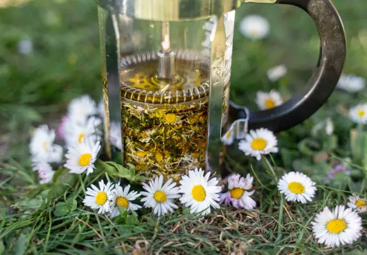 Infusion d'huile de paquerette dans une cafetière à piston, entourée de fleurs de pâquerettes sur l'herbe.