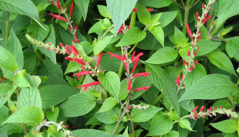 Plantes de sauge ananas aux fleurs rouges vives, avec des feuilles vertes luxuriantes.