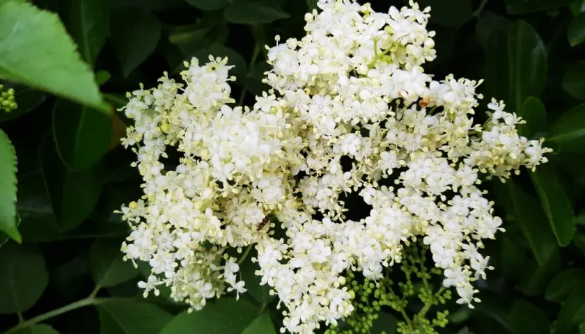 Gros plan sur des grappes de fleurs de sureau blanches et délicates, entourées de feuilles vertes luxuriantes.