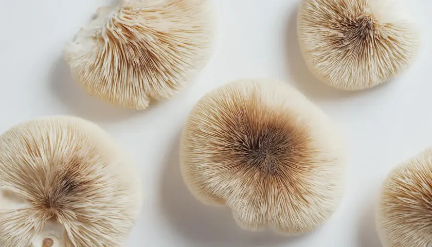 Cinq champignons aux lamelles fines et claires, dont un champignon adaptogène au centre, sur fond blanc.
