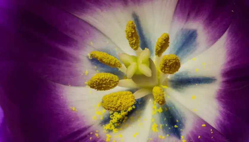 Gros plan sur le cœur d'une tulipe violette et blanche, parsemé de pollen jaune. Une image qui évoque l'huile essentielle allergie pollen.
