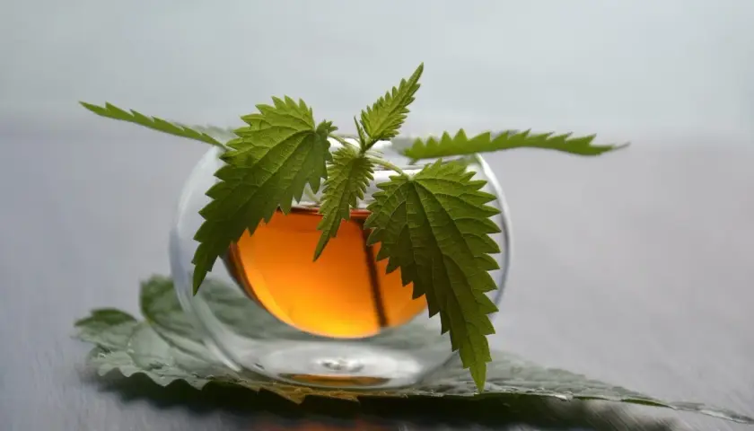 Infusion d'ortie dans un verre, une plante aux feuilles dentelées orne le breuvage ambré. Un somnifère naturel pour des nuits paisibles.