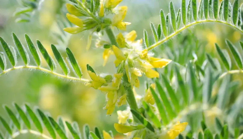 Fleurs jaunes d'astragale, plante aux nombreux bienfaits pour la santé, avec des feuilles vertes duveteuses.
