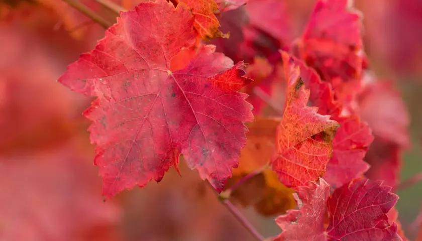 Feuilles de vigne rouge aux teintes flamboyantes, évoquant les bienfaits naturels de cette plante.