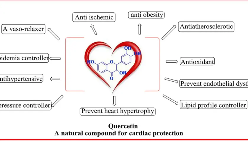 Le cœur symbolise les nombreux bienfaits de la quercétine pour la santé cardiaque : anti-obésité, antioxydant, et bien plus.