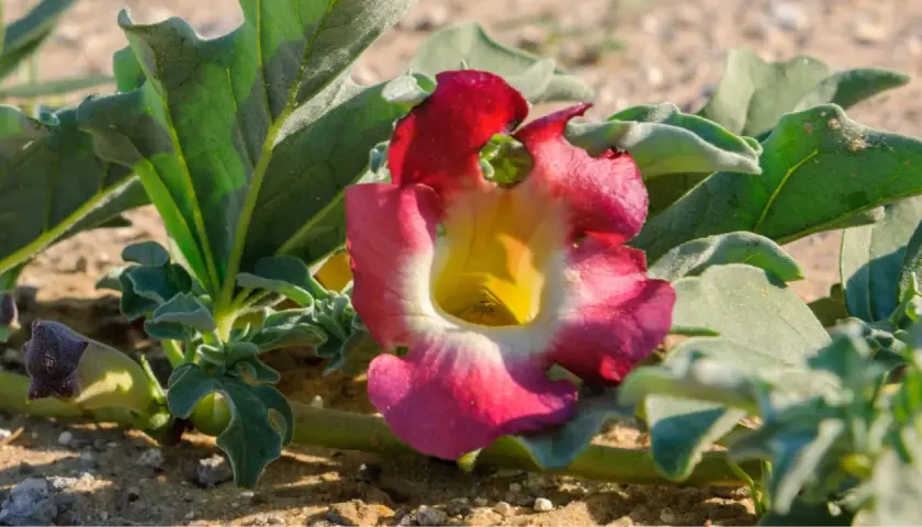 Fleur rose et jaune de la griffe du diable, aux feuilles vertes velues, poussant dans le sable.