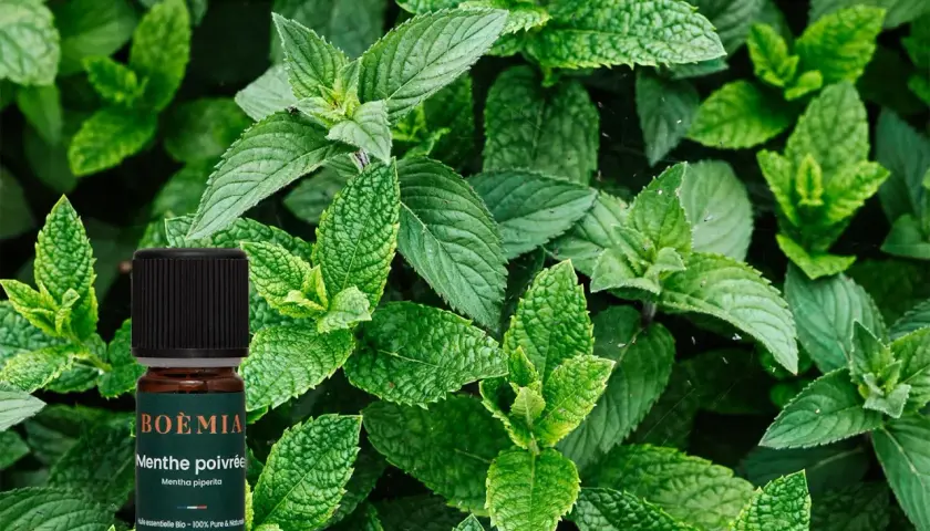 Flacon d'huile essentielle de menthe poivrée, aux feuilles vertes luxuriantes. Attention, la menthe poivrée danger si mal utilisée.