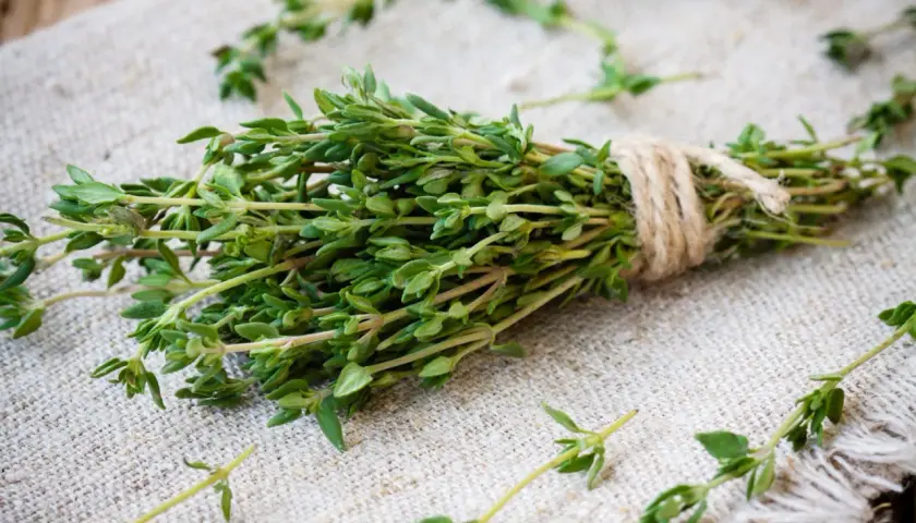 Un bouquet de thym frais, noué avec de la ficelle, prêt pour une inhalation réconfortante.