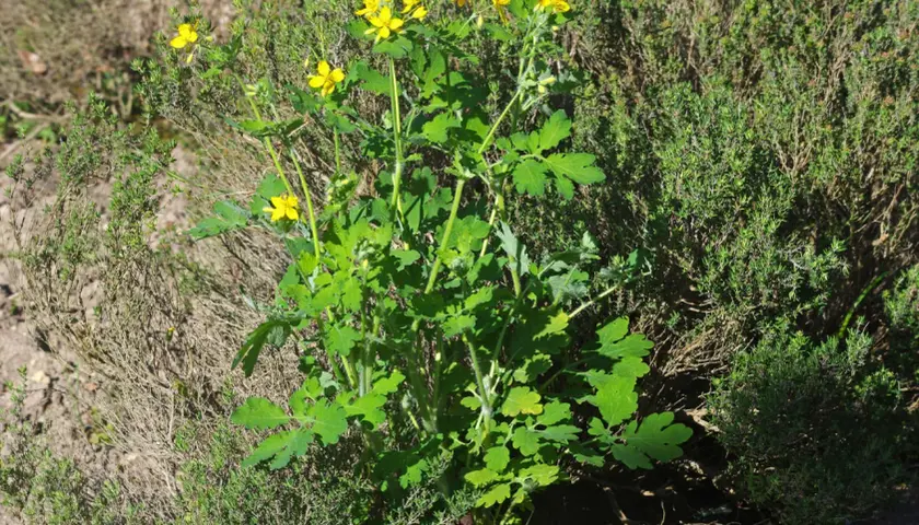 Plante de chélidoine verrue aux fleurs jaunes vives, poussant au milieu d'herbes sèches et de thym.