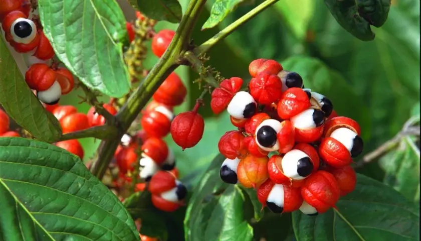 Grappes de fruits rouges vifs de guarana, ressemblant à des yeux, sur une branche. Connus pour leurs nombreux guarana bienfaits.